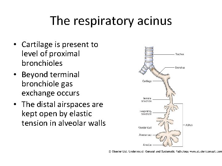 The respiratory acinus • Cartilage is present to level of proximal bronchioles • Beyond