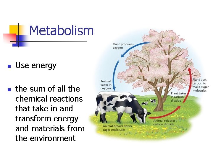 Metabolism n n Use energy the sum of all the chemical reactions that take