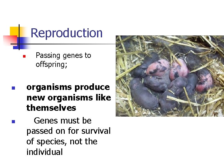 Reproduction n Passing genes to offspring; organisms produce new organisms like themselves Genes must