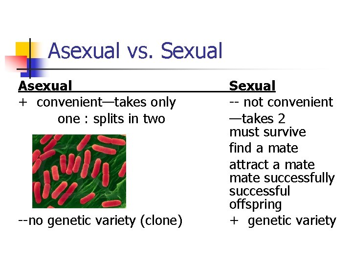 Asexual vs. Sexual Asexual + convenient—takes only one : splits in two --no genetic