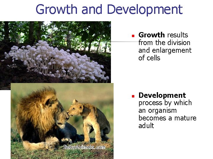 Growth and Development n n Growth results from the division and enlargement of cells