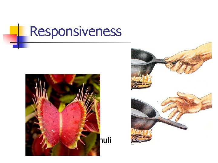 Responsiveness n Responds to stimuli 