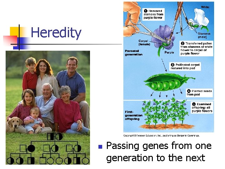 Heredity n Passing genes from one generation to the next 