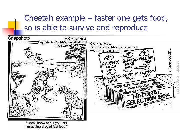 Cheetah example – faster one gets food, so is able to survive and reproduce