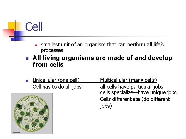 Cell n n n smallest unit of an organism that can perform all life’s