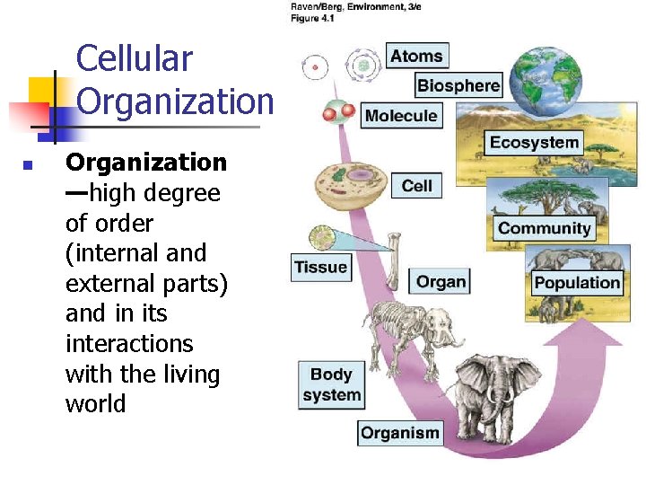 Cellular Organization n Organization —high degree of order (internal and external parts) and in