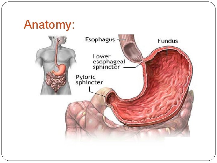 Anatomy: 