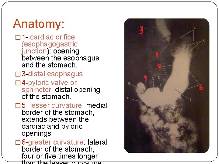 Anatomy: � 1 - cardiac orifice (esophagogastric junction): opening between the esophagus and the