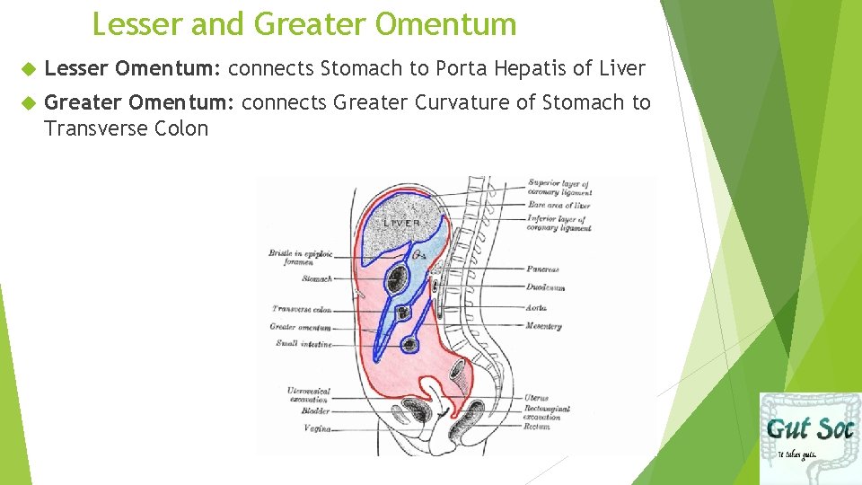 Lesser and Greater Omentum Lesser Omentum: connects Stomach to Porta Hepatis of Liver Greater