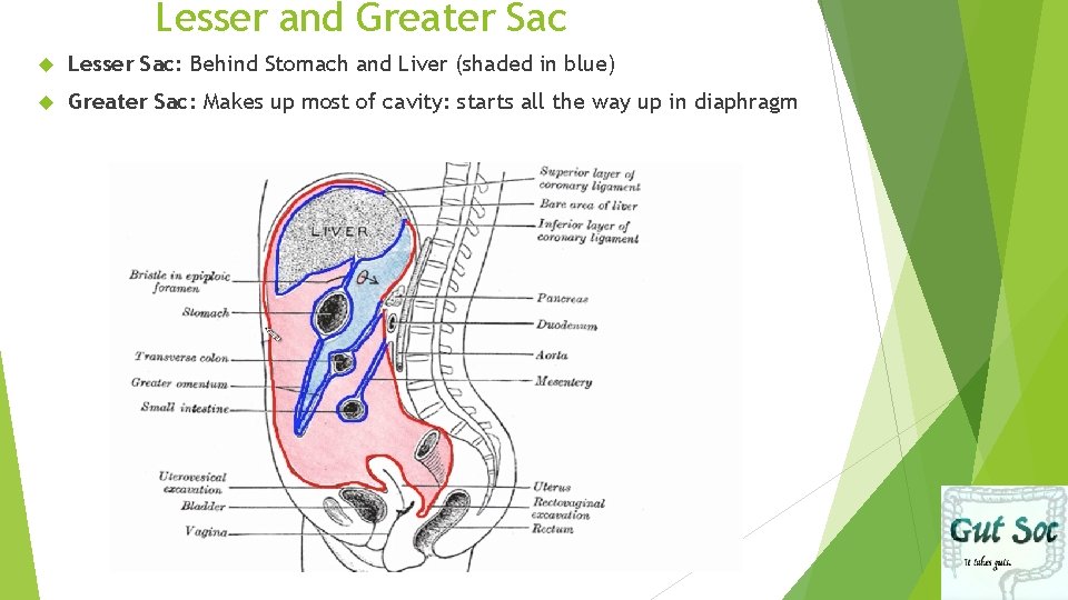 Lesser and Greater Sac Lesser Sac: Behind Stomach and Liver (shaded in blue) Greater