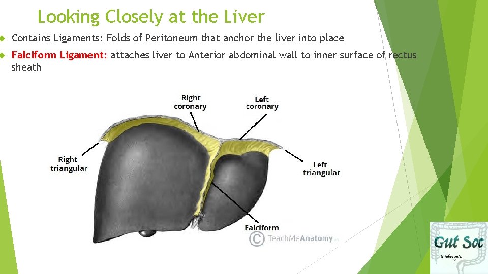 Looking Closely at the Liver Contains Ligaments: Folds of Peritoneum that anchor the liver