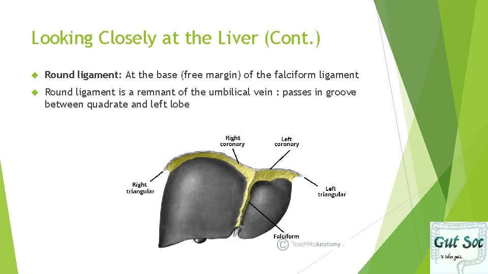 Looking Closely at the Liver (Cont. ) Round ligament: At the base (free margin)