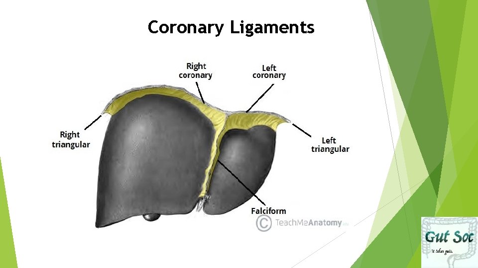 Coronary Ligaments 