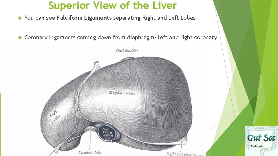 Superior View of the Liver You can see Falciform Ligaments separating Right and Left