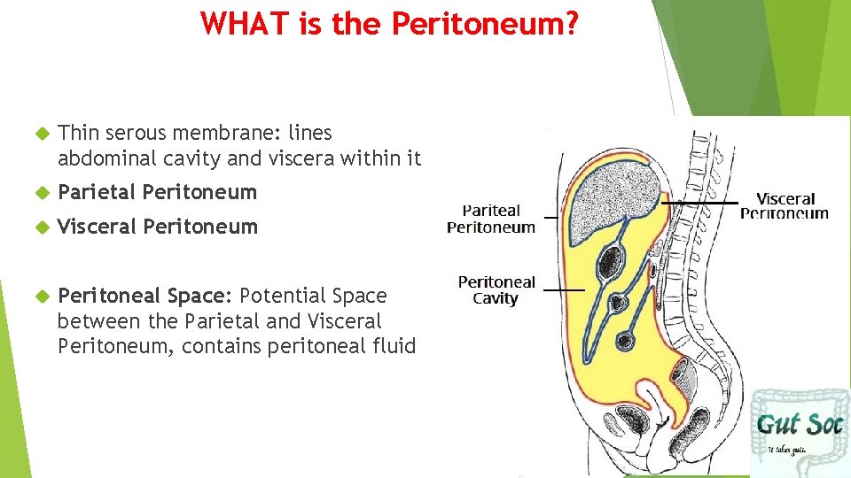WHAT is the Peritoneum? Thin serous membrane: lines abdominal cavity and viscera within it