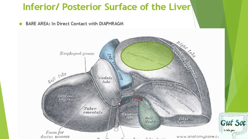 Inferior/ Posterior Surface of the Liver BARE AREA: In Direct Contact with DIAPHRAGM 