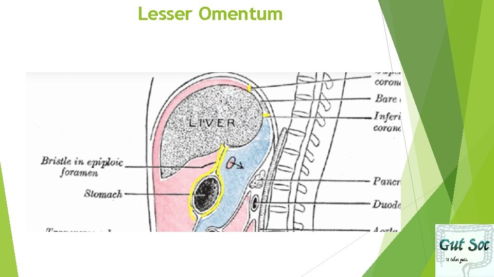 Lesser Omentum 