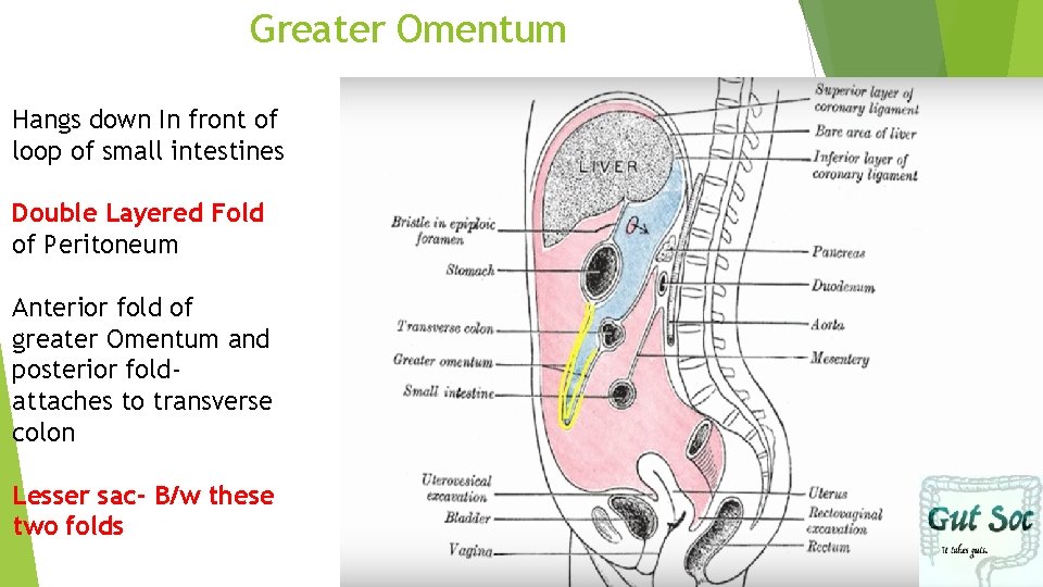 Greater Omentum Hangs down In front of loop of small intestines Double Layered Fold