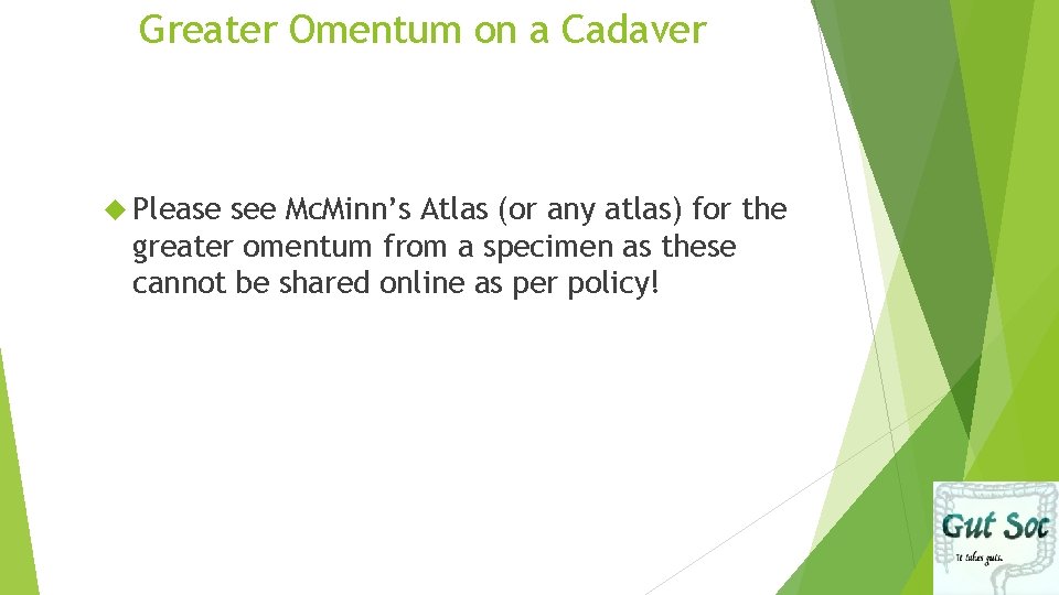 Greater Omentum on a Cadaver Please see Mc. Minn’s Atlas (or any atlas) for