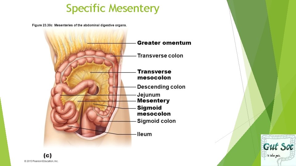 Specific Mesentery 