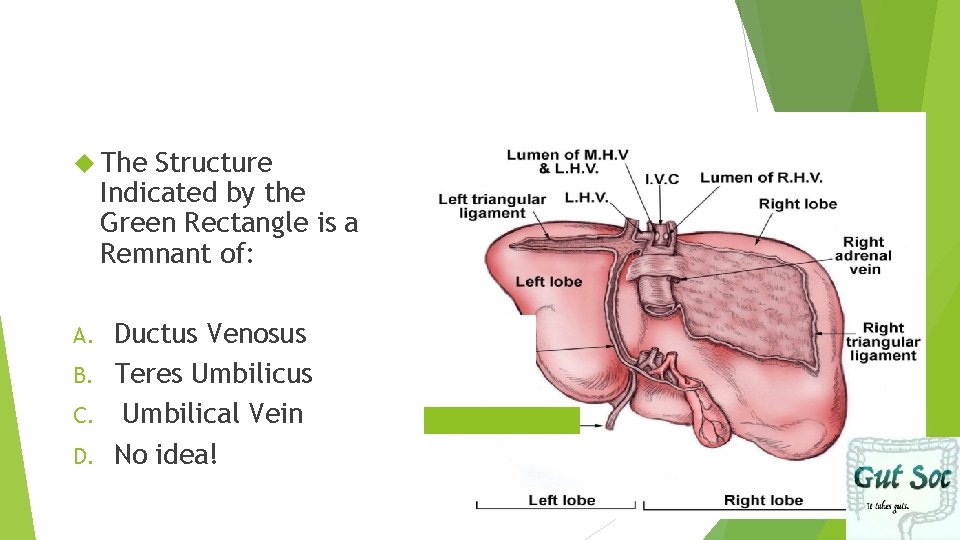  The Structure Indicated by the Green Rectangle is a Remnant of: Ductus Venosus
