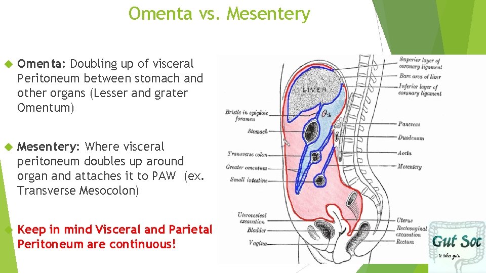 Omenta vs. Mesentery Omenta: Doubling up of visceral Peritoneum between stomach and other organs