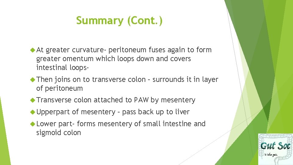 Summary (Cont. ) At greater curvature- peritoneum fuses again to form greater omentum which