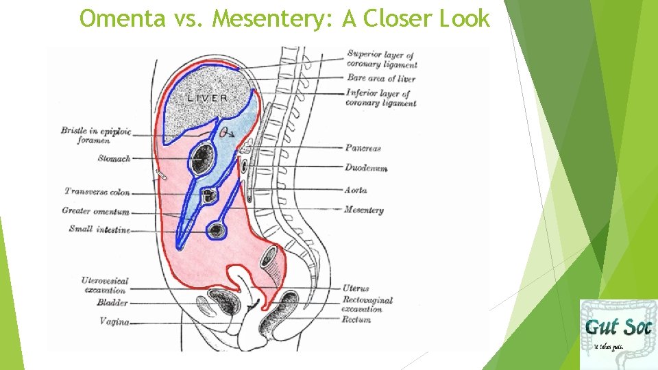 Omenta vs. Mesentery: A Closer Look 