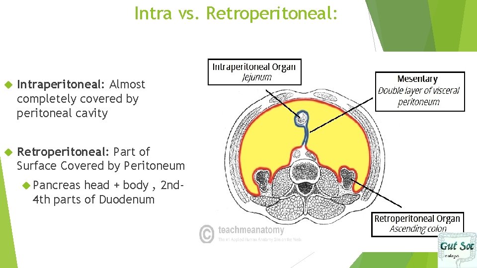 Intra vs. Retroperitoneal: Intraperitoneal: Almost completely covered by peritoneal cavity Retroperitoneal: Part of Surface