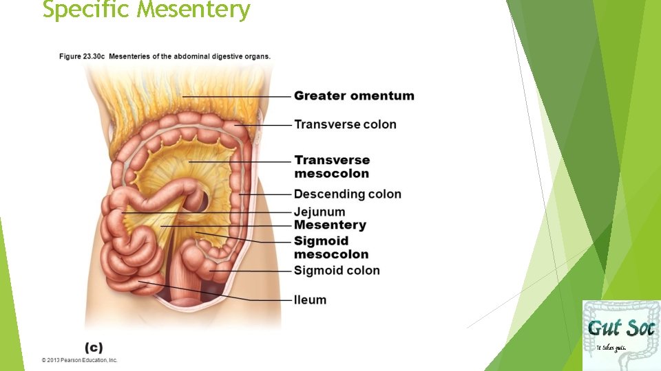 Specific Mesentery 