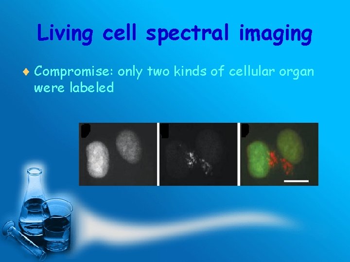 Living cell spectral imaging ¨ Compromise: only two kinds of cellular organ were labeled