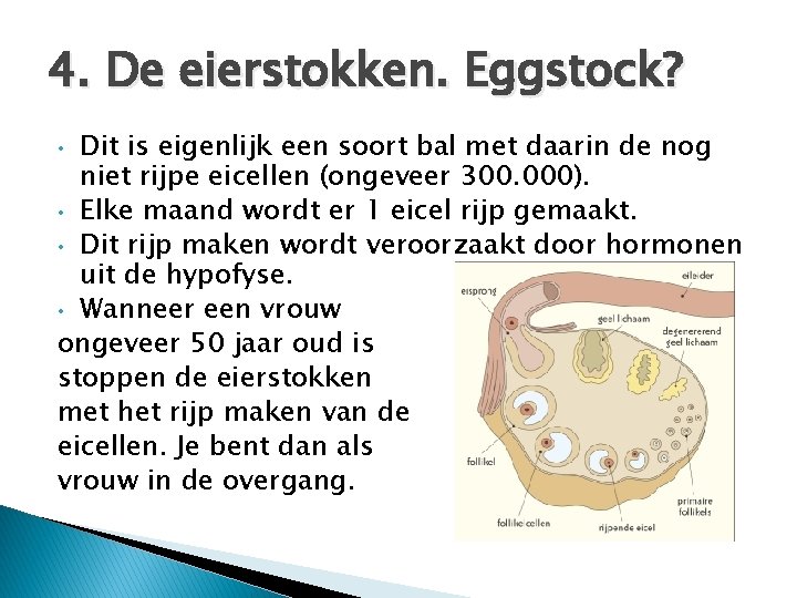 4. De eierstokken. Eggstock? Dit is eigenlijk een soort bal met daarin de nog