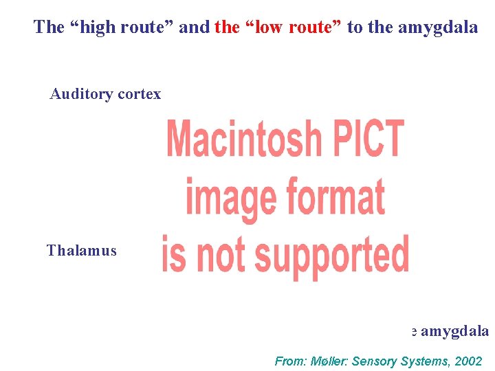 The “high route” and the “low route” to the amygdala Auditory cortex Thalamus Connections