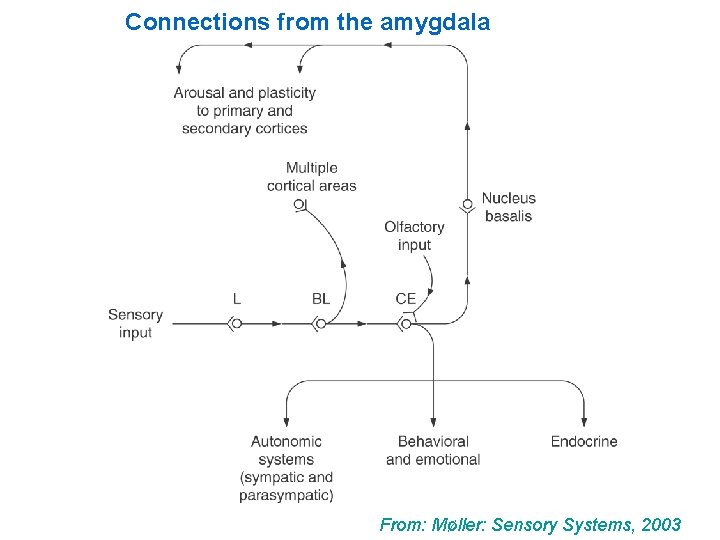 Connections from the amygdala From: Møller: Sensory Systems, 2003 