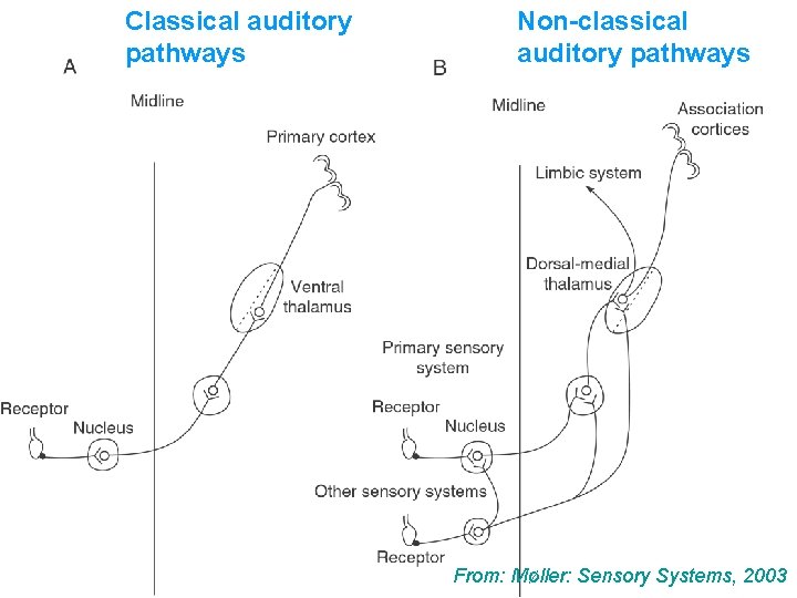 Classical auditory pathways Non-classical auditory pathways From: Møller: Sensory Systems, 2003 