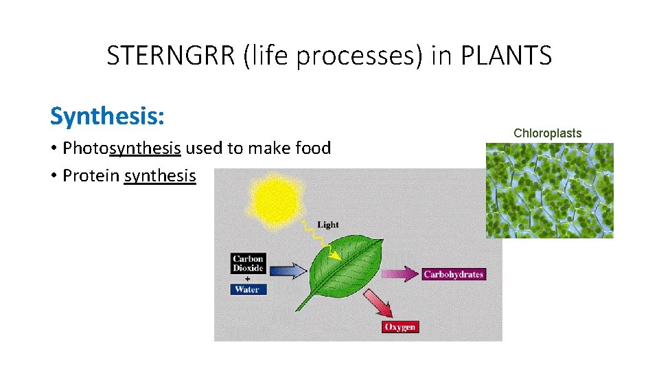 STERNGRR (life processes) in PLANTS Synthesis: • Photosynthesis used to make food • Protein