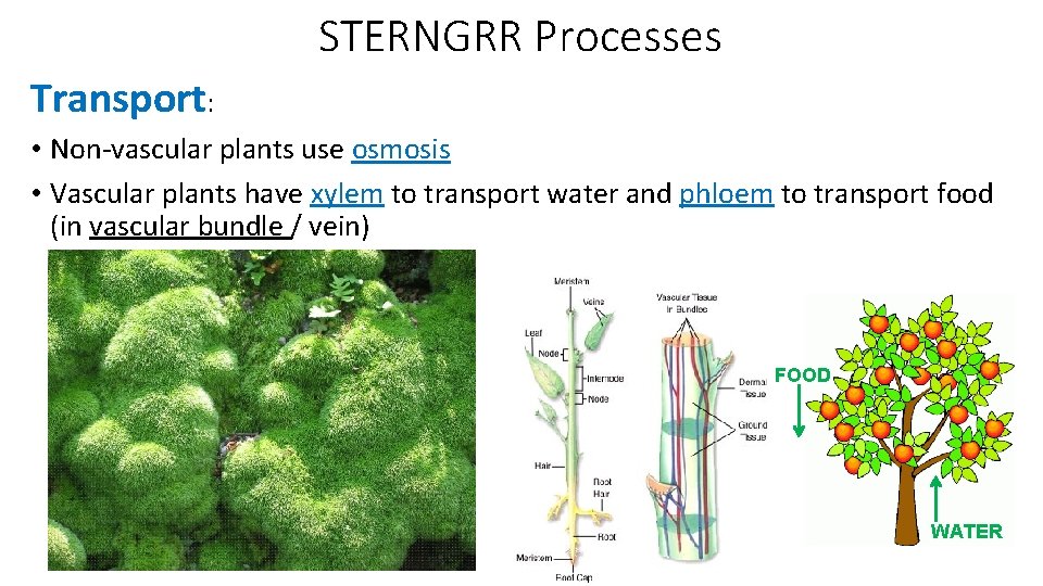 STERNGRR Processes Transport: • Non-vascular plants use osmosis • Vascular plants have xylem to