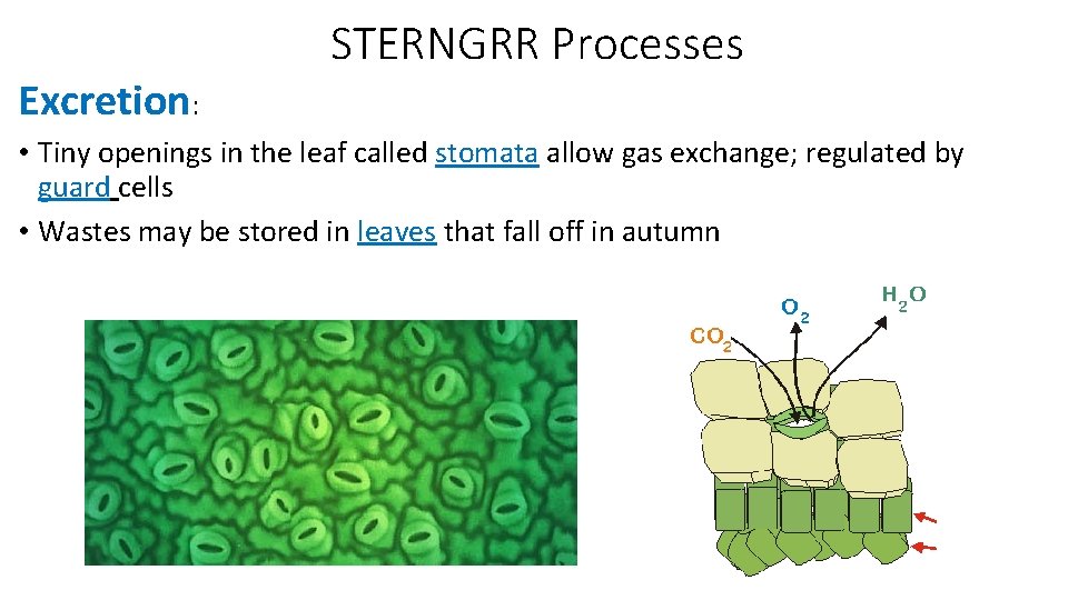 STERNGRR Processes Excretion: • Tiny openings in the leaf called stomata allow gas exchange;