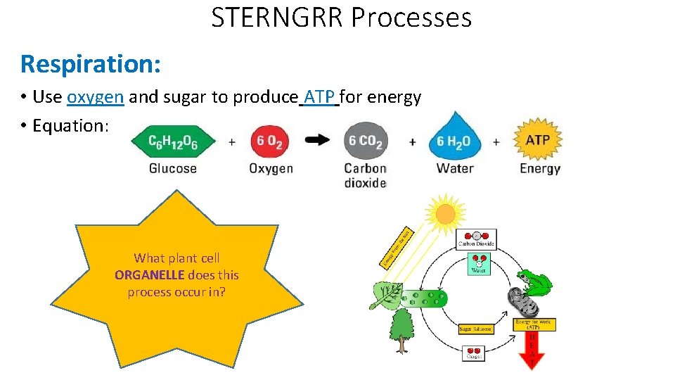 STERNGRR Processes Respiration: • Use oxygen and sugar to produce ATP for energy •