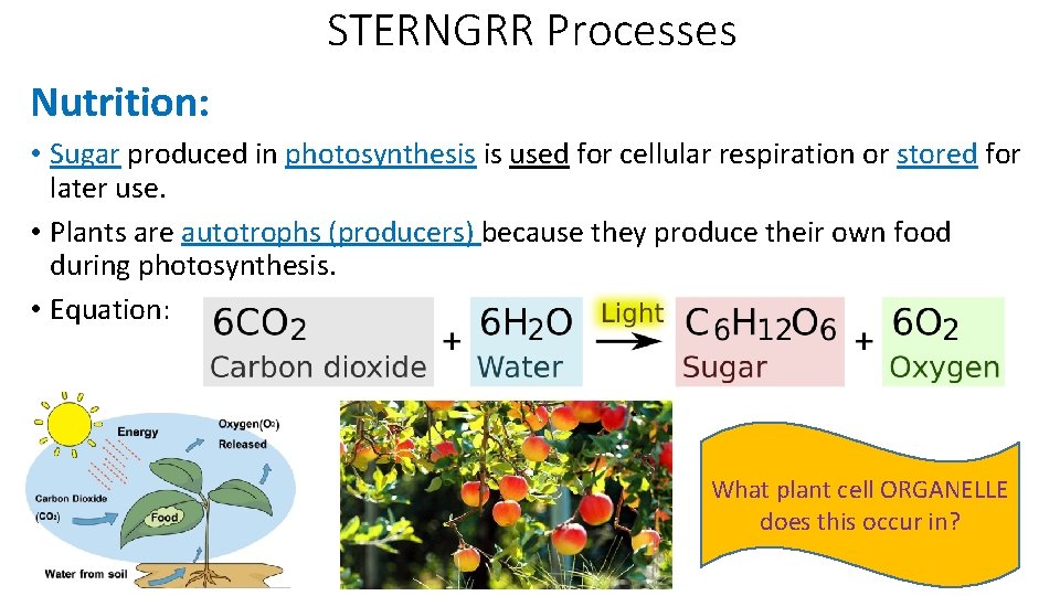 STERNGRR Processes Nutrition: • Sugar produced in photosynthesis is used for cellular respiration or