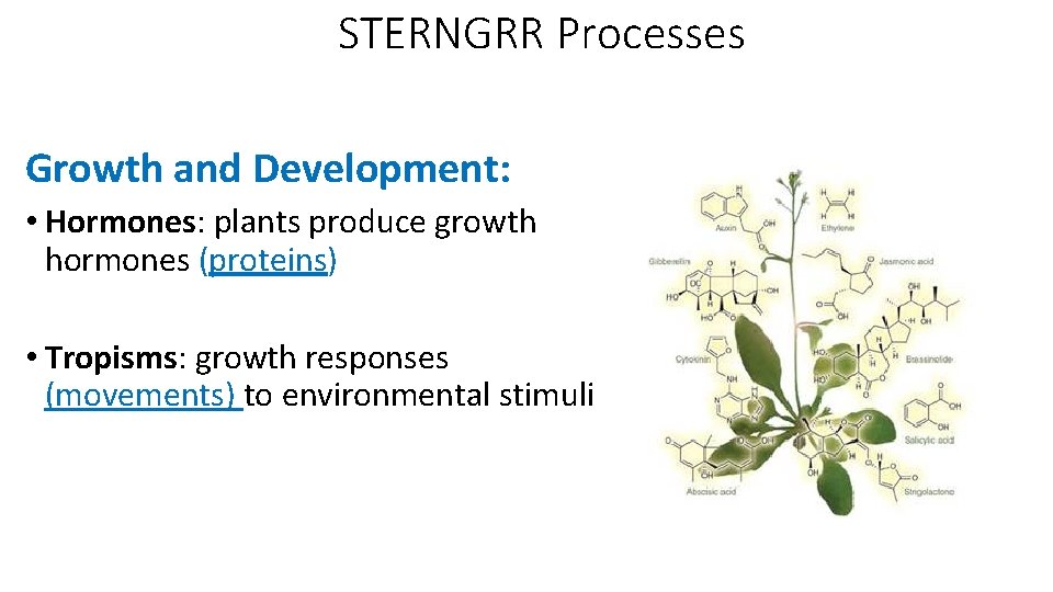 STERNGRR Processes Growth and Development: • Hormones: plants produce growth hormones (proteins) • Tropisms: