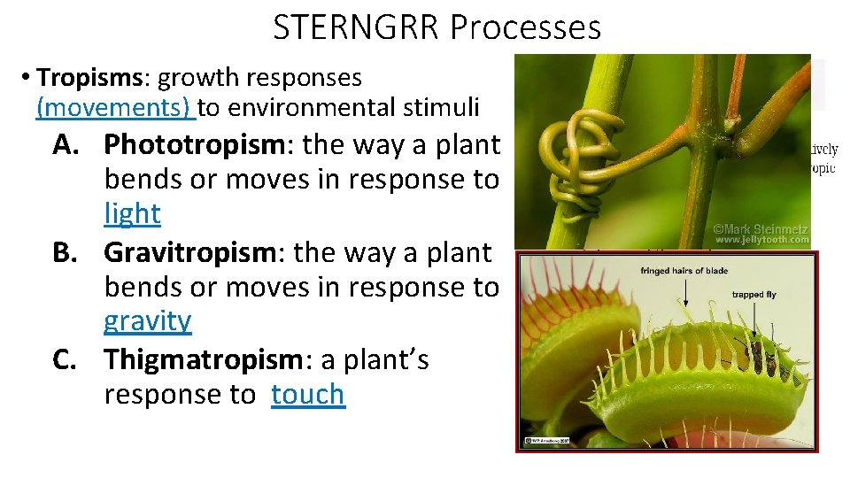 STERNGRR Processes • Tropisms: growth responses (movements) to environmental stimuli A. Phototropism: the way