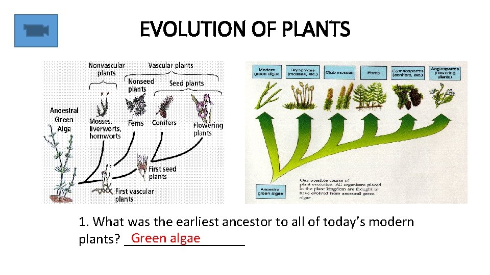 EVOLUTION OF PLANTS 1. What was the earliest ancestor to all of today’s modern