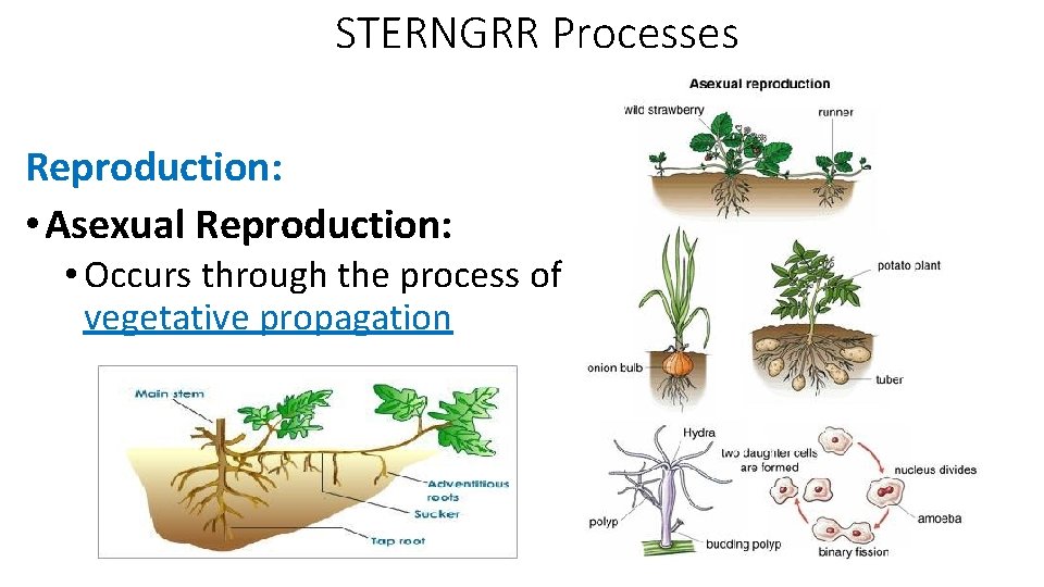 STERNGRR Processes Reproduction: • Asexual Reproduction: • Occurs through the process of vegetative propagation