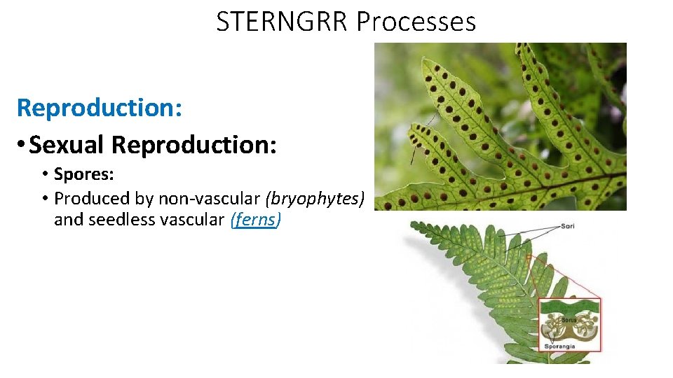 STERNGRR Processes Reproduction: • Sexual Reproduction: • Spores: • Produced by non-vascular (bryophytes) and