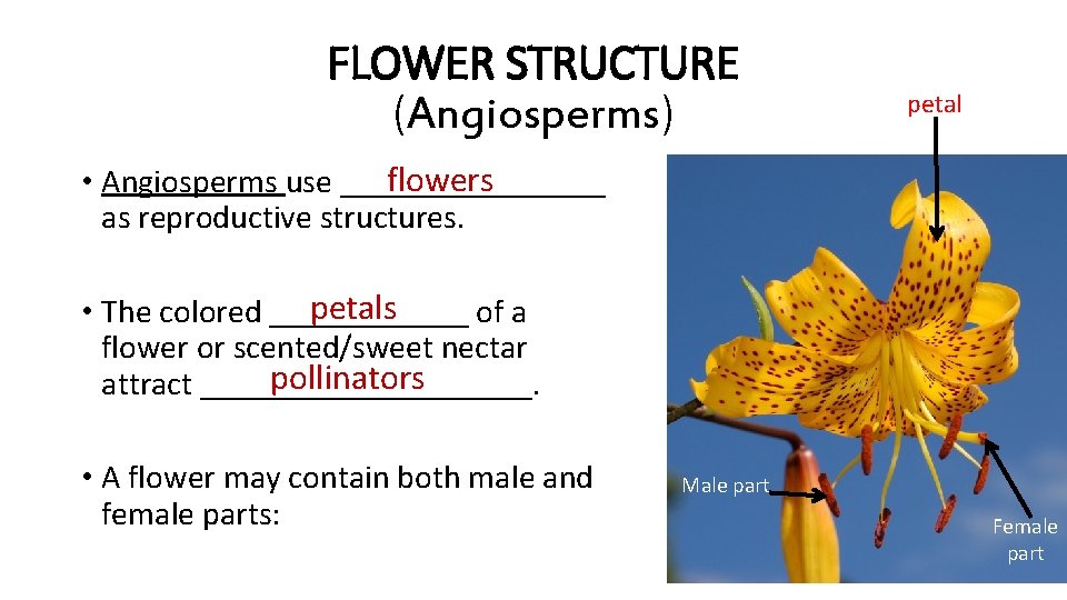 FLOWER STRUCTURE (Angiosperms) petal flowers • Angiosperms use ________ as reproductive structures. petals •