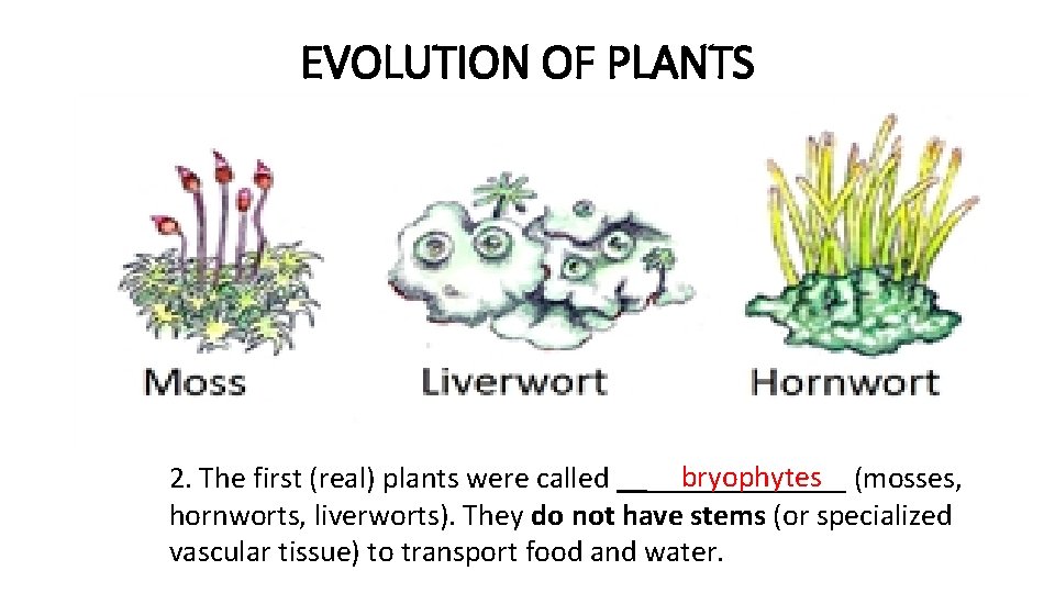 EVOLUTION OF PLANTS bryophytes (mosses, 2. The first (real) plants were called ________ hornworts,