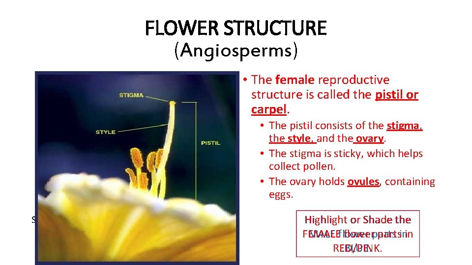 FLOWER STRUCTURE (Angiosperms) • The male reproductive structure is called the stamen. • The