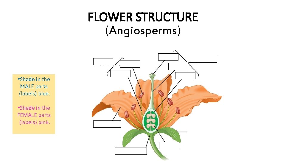 FLOWER STRUCTURE (Angiosperms) • Shade in the MALE parts (labels) blue. • Shade in