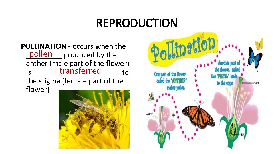 REPRODUCTION POLLINATION - occurs when the pollen produced by the _____ anther (male part